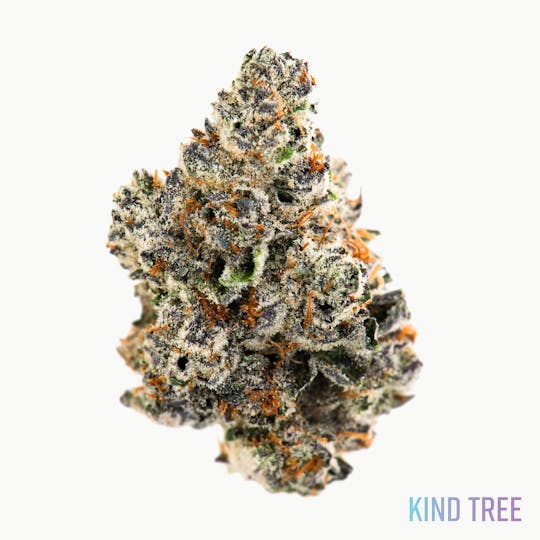 Kind Tree - Slapz - 1