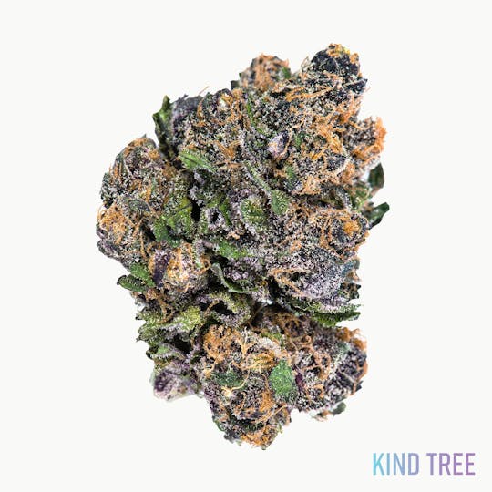Kind Tree - Trop Cook - 1
