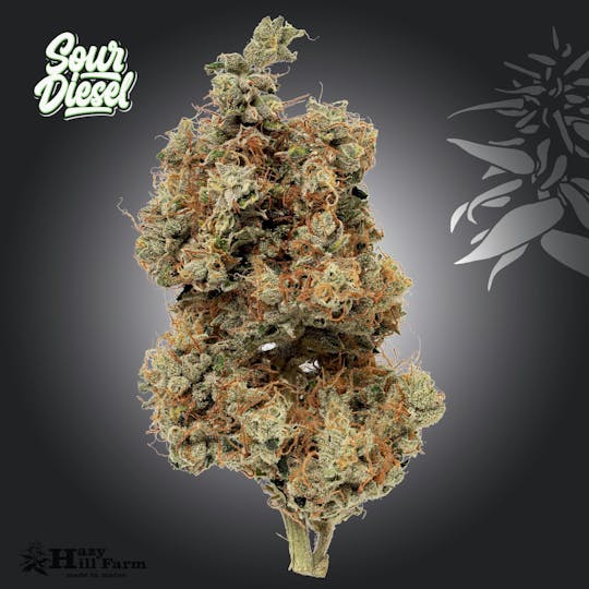 Hazy Hill Farm - Sour Diesel - 1