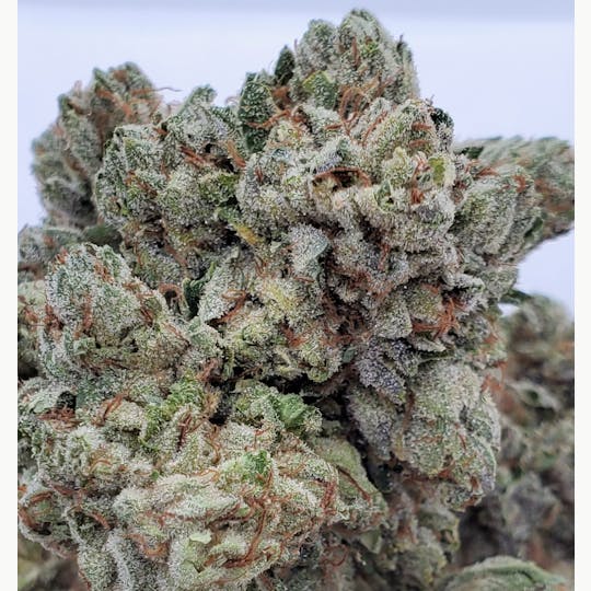 World Class Cannabis - 818 OG - 1