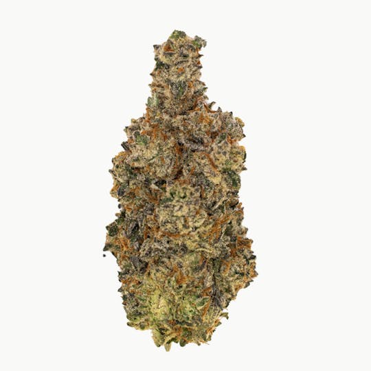 Crops Cannabis - Maltese Orange - 1