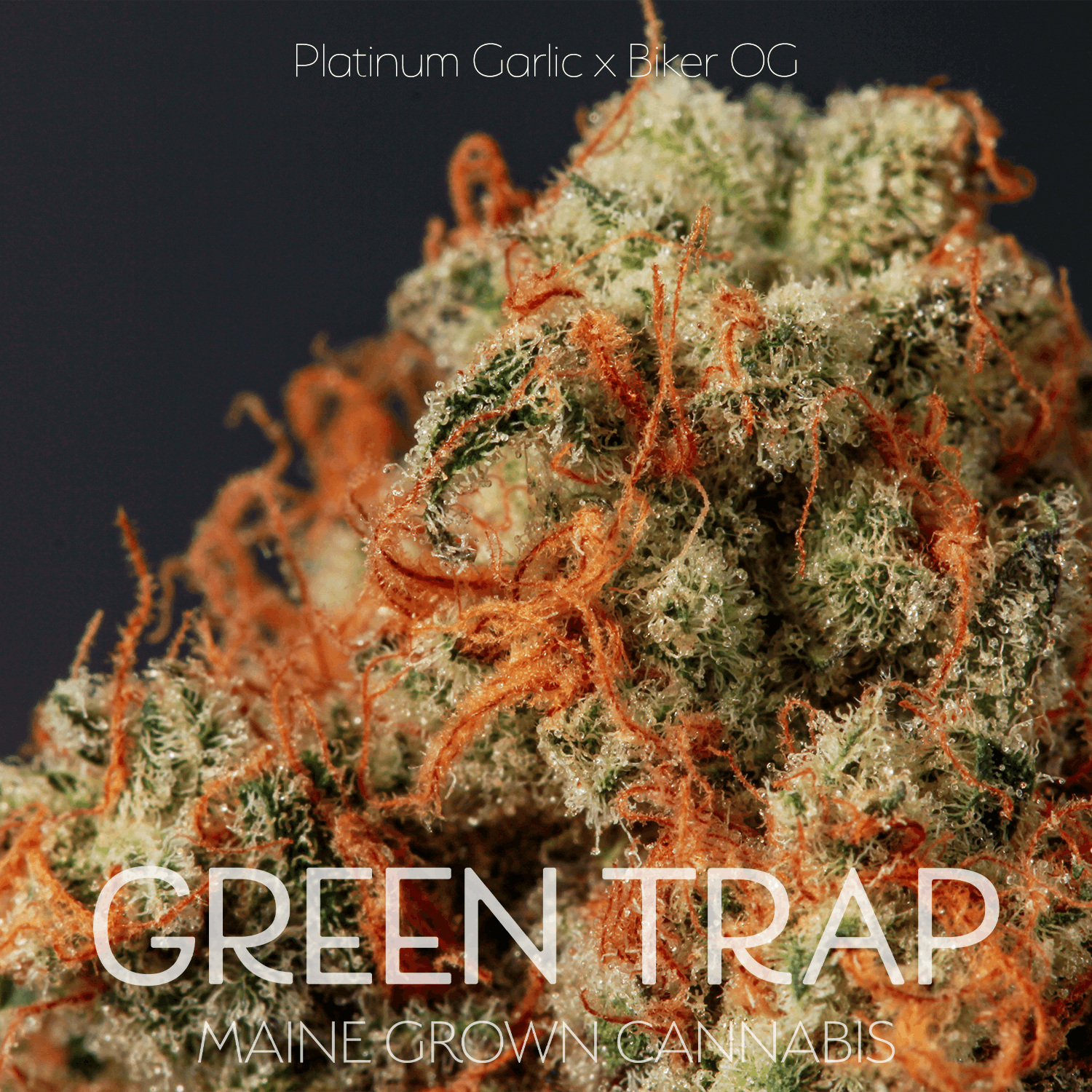 Green Trap Cannabis Cured Flower Platinum Garlic x Biker OG Weedmaps