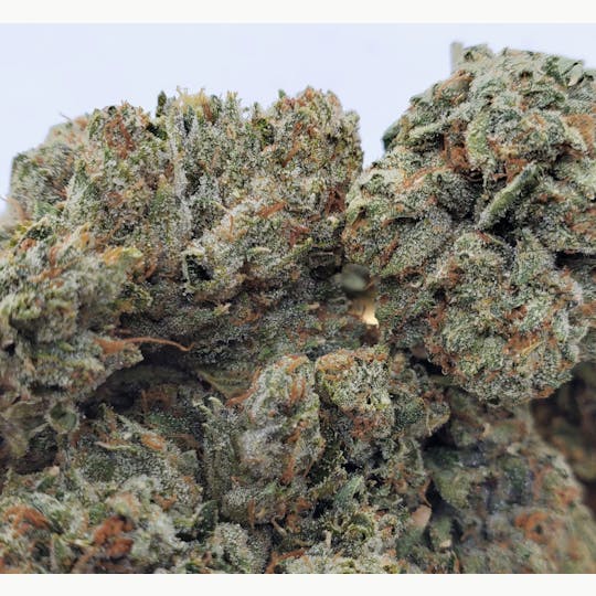 World Class Cannabis - 213 OG - 1