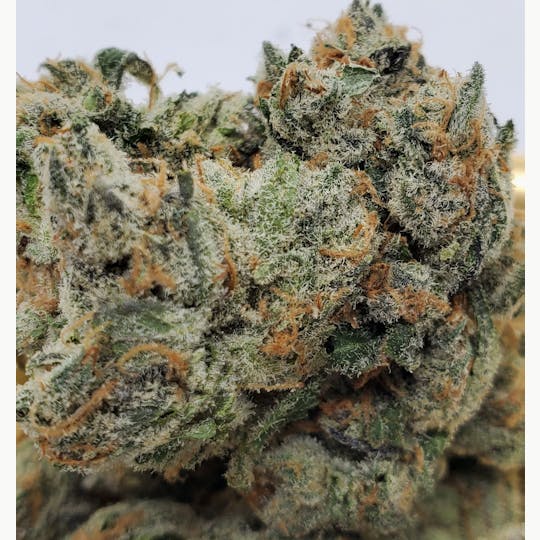 World Class Cannabis - Cactus Cooler - 1