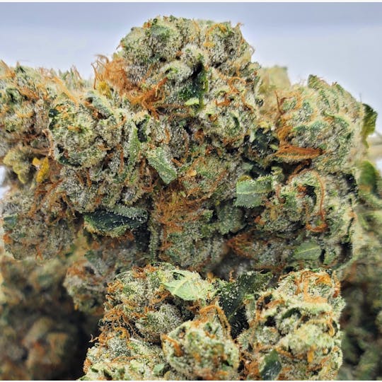 World Class Cannabis - Star Master Kush - 1