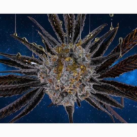 Zero Gravity Cannabis - Flower - Violet Fog 60/40 Indica Dominant - 1