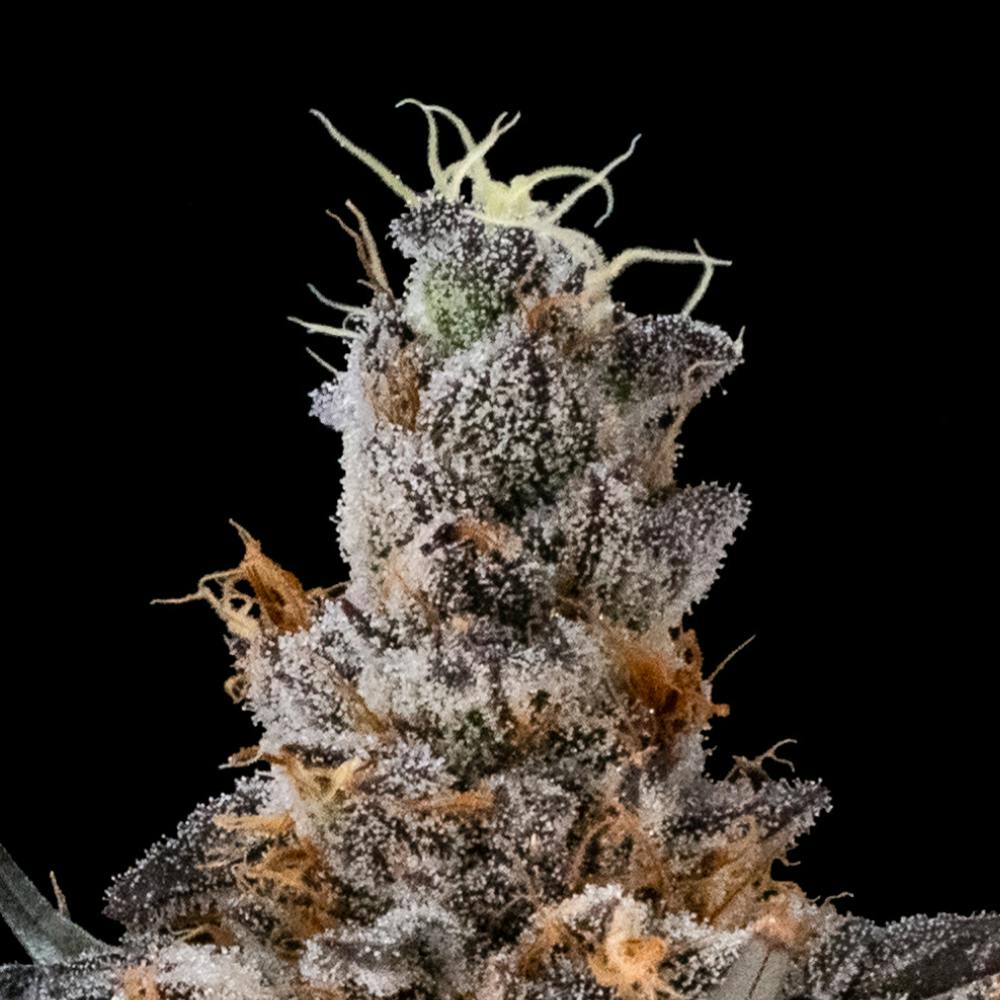 FloraCal Farms - AstroPop #3 | Sativa Flower [3.5g] - 1