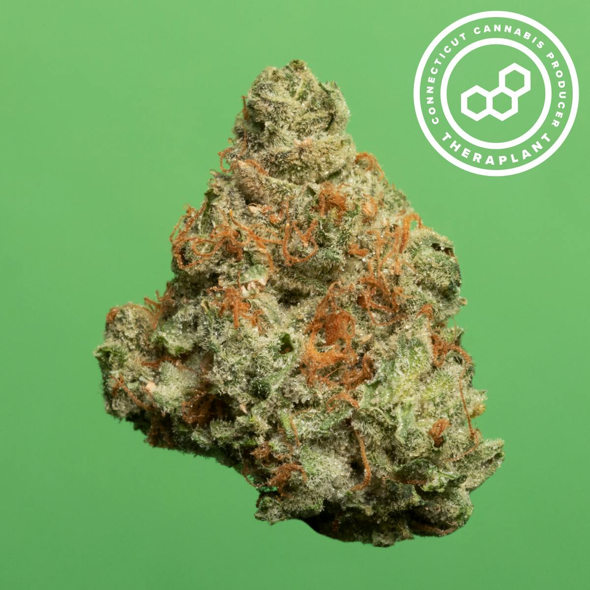 Theraplant - Zonbrid T28.5 PR Minis 16610 - 1