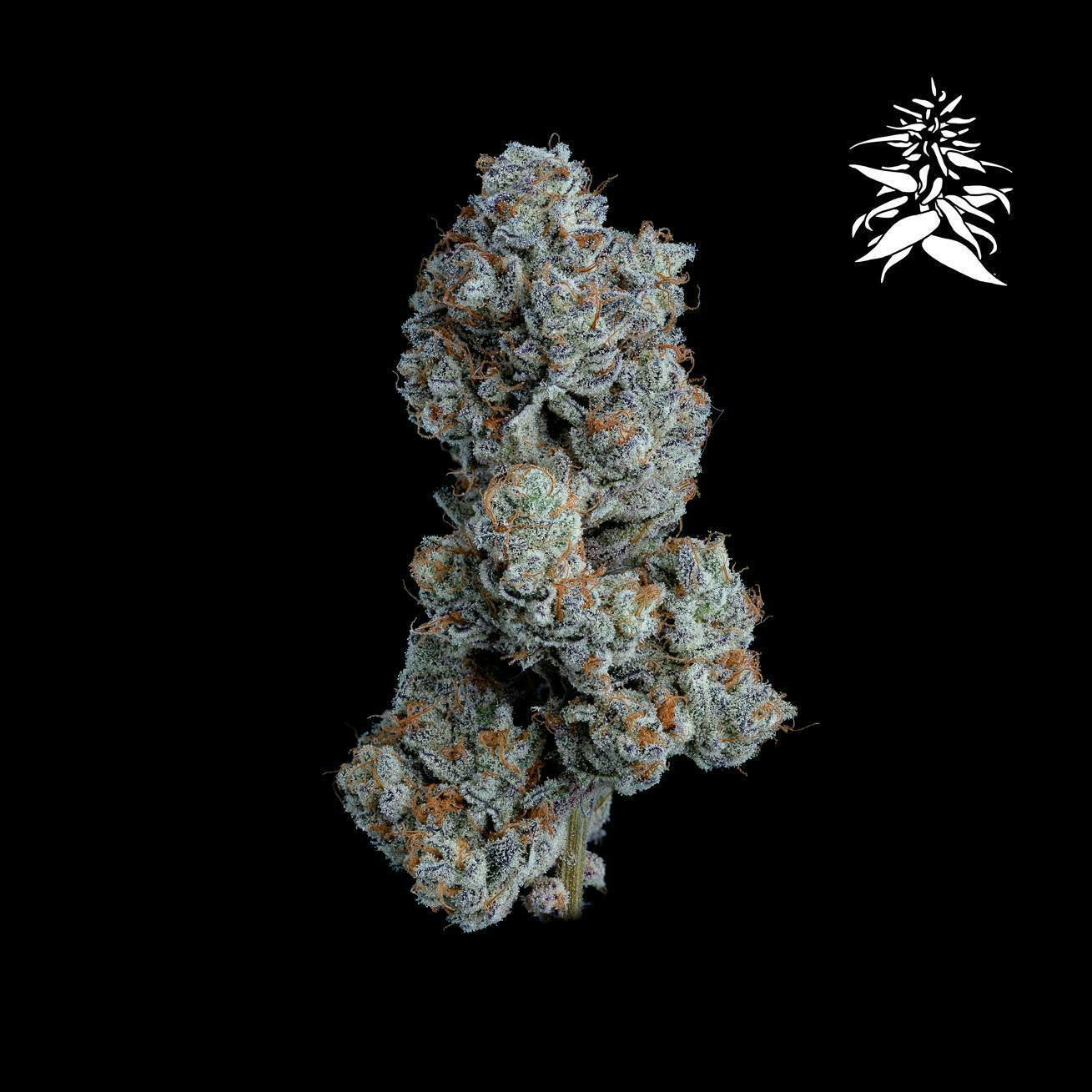Hazy Hill Farm - Voodoo Child - 1