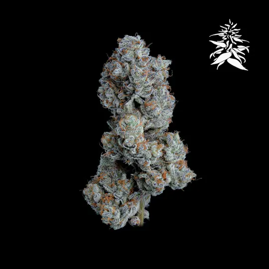 Hazy Hill Farm - Voodoo Child - 1