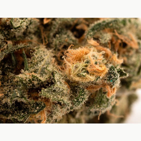 420 Kingdom - 420 Kingdom - Blue Dream - 3.5g Flower - 1
