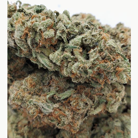 World Class Cannabis - Red Haze - 1