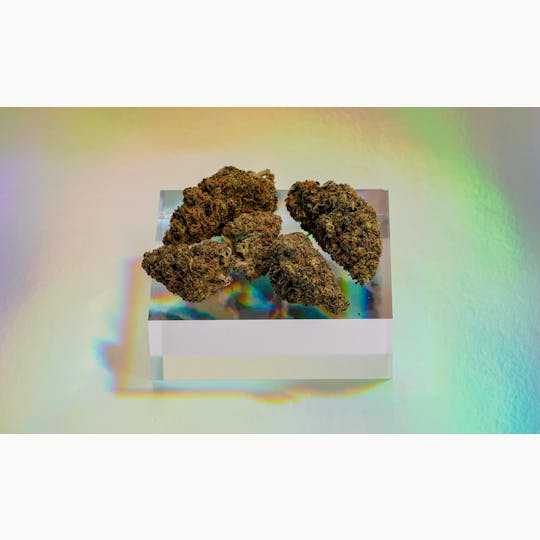 Etain - Forte Whole Flower - Mimosa EVO - 1