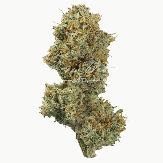 Grow West Cannabis Company - Mile High Volcano | Gold | Trimmed Flower - 1