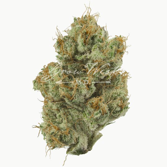 Grow West Cannabis Company - Shrieker | Gold | Trimmed Flower - 1