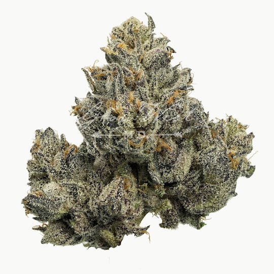 Grow West Cannabis Company - Majestik 12 | Gold | Trimmed Flower - 1