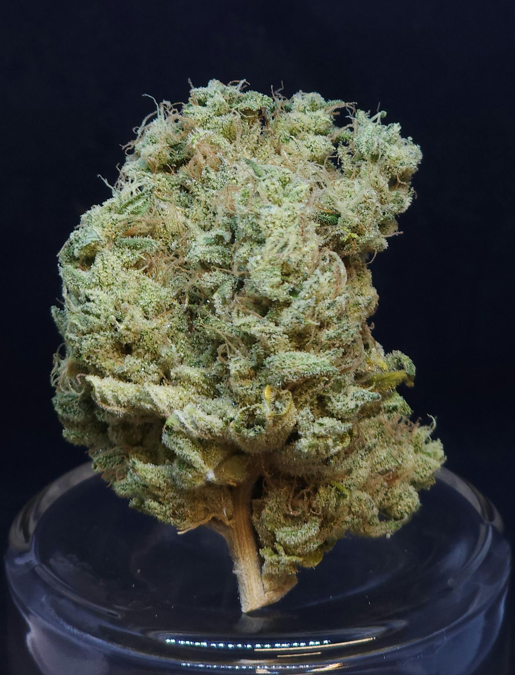 BAM Alaska - Phat N' Nasty .5g - 2 Pack - 1