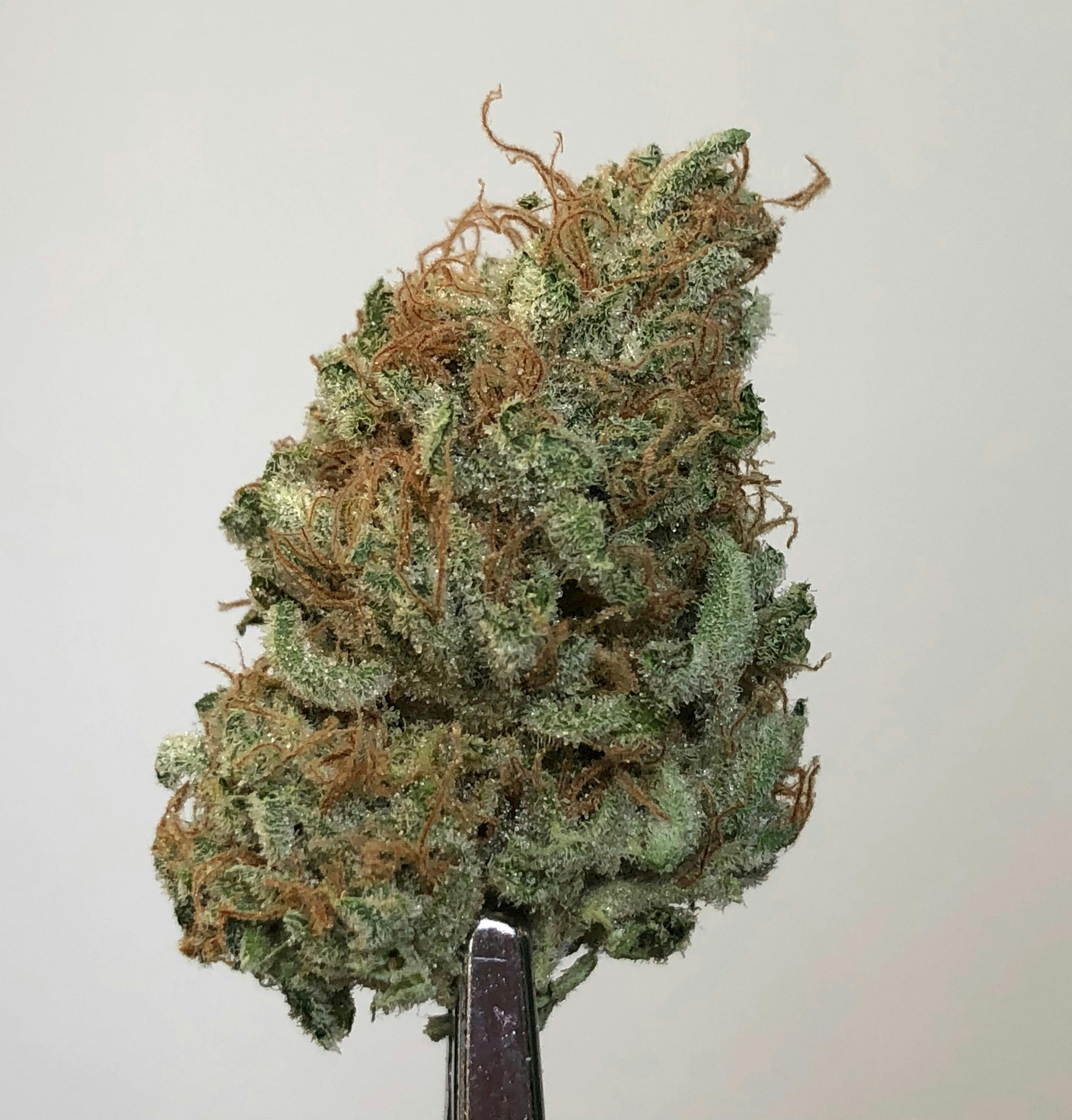 BAM Alaska - Sensi Star .5g - 2 Pack - 1