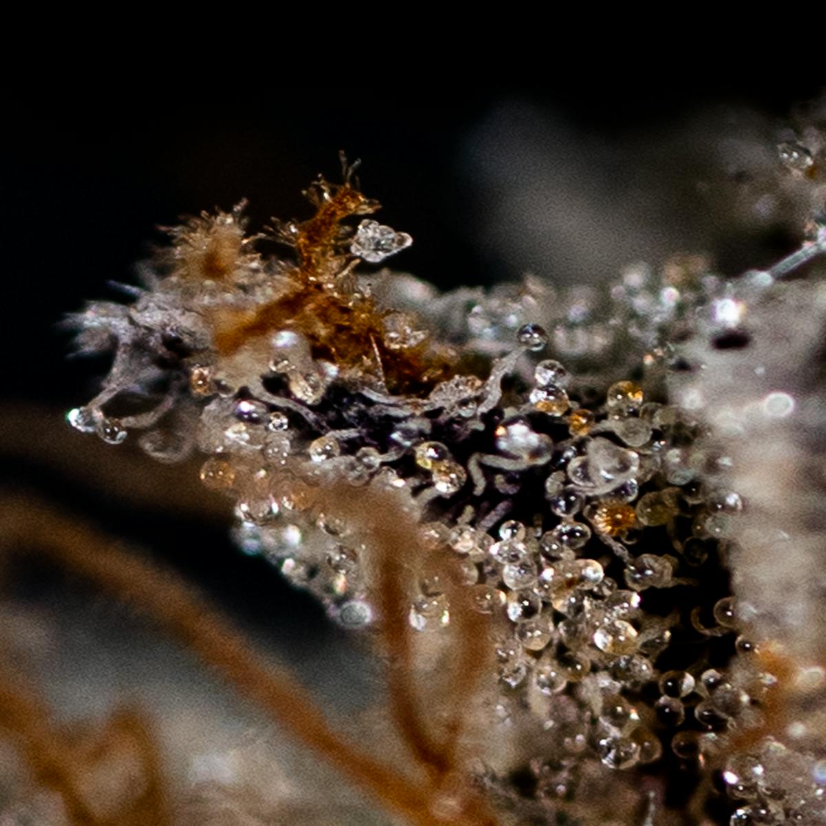 MI Loud Flower Farms - Jar Jar Stinks #21 - 1