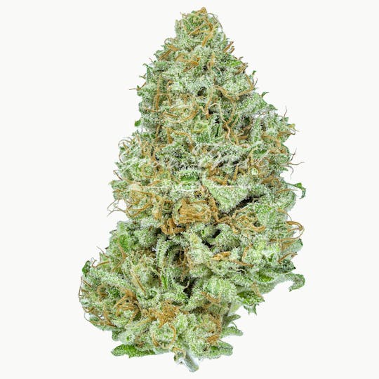 Grow West Cannabis Company - Gelato | Gold | Trimmed Flower - 1