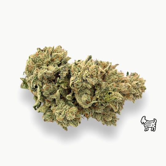 The Laughing Goat - GG4 / ORIGINAL GLUE / GORILLA GLUE - 1