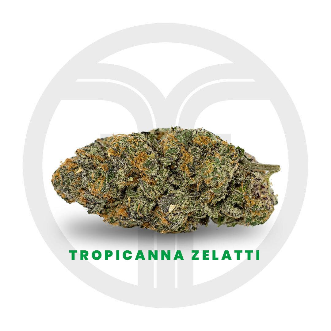 Freshy Fine - Tropicanna Zelatti Flower - 1