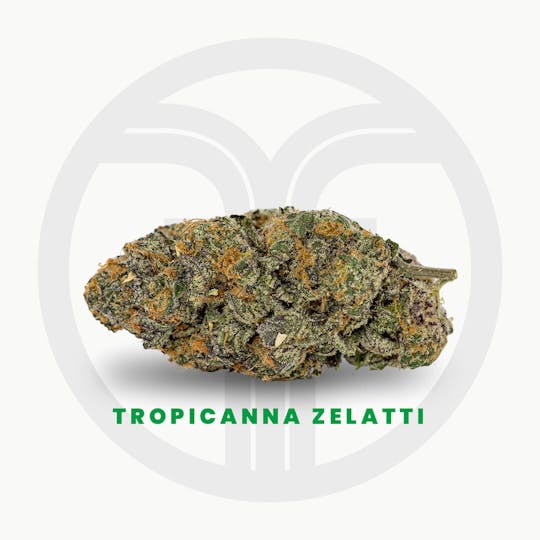 Freshy Fine - Tropicanna Zelatti Flower - 1