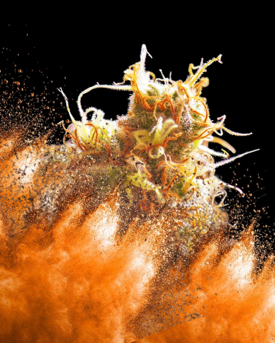 Noble Trees - Boomtang! (Hybrid) - Smalls Indoor Flower - 14g - 1