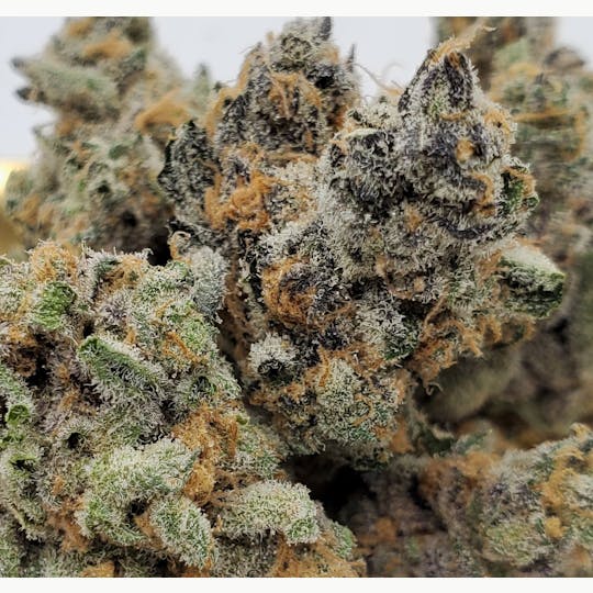 World Class Cannabis - Jamaican Dream - 1