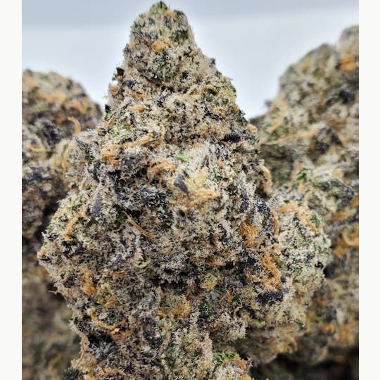 World Class Cannabis - Black Cherry Cheesecake - 1
