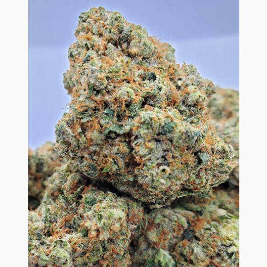 World Class Cannabis - Khalifa Kush - 1