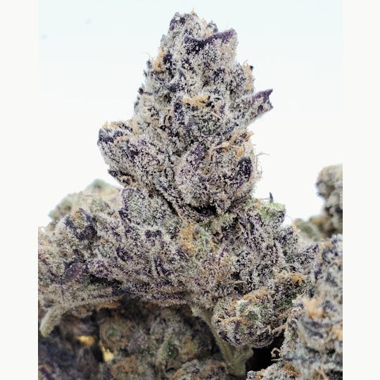 World Class Cannabis - Purple Gushers - 1