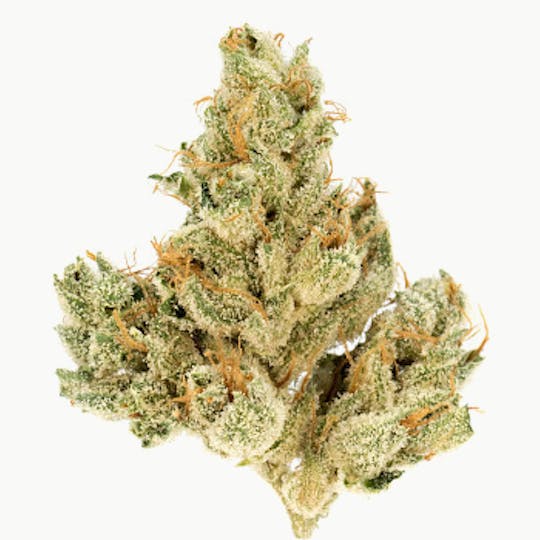 Top Shelf Express - Rainbow Belts - 1