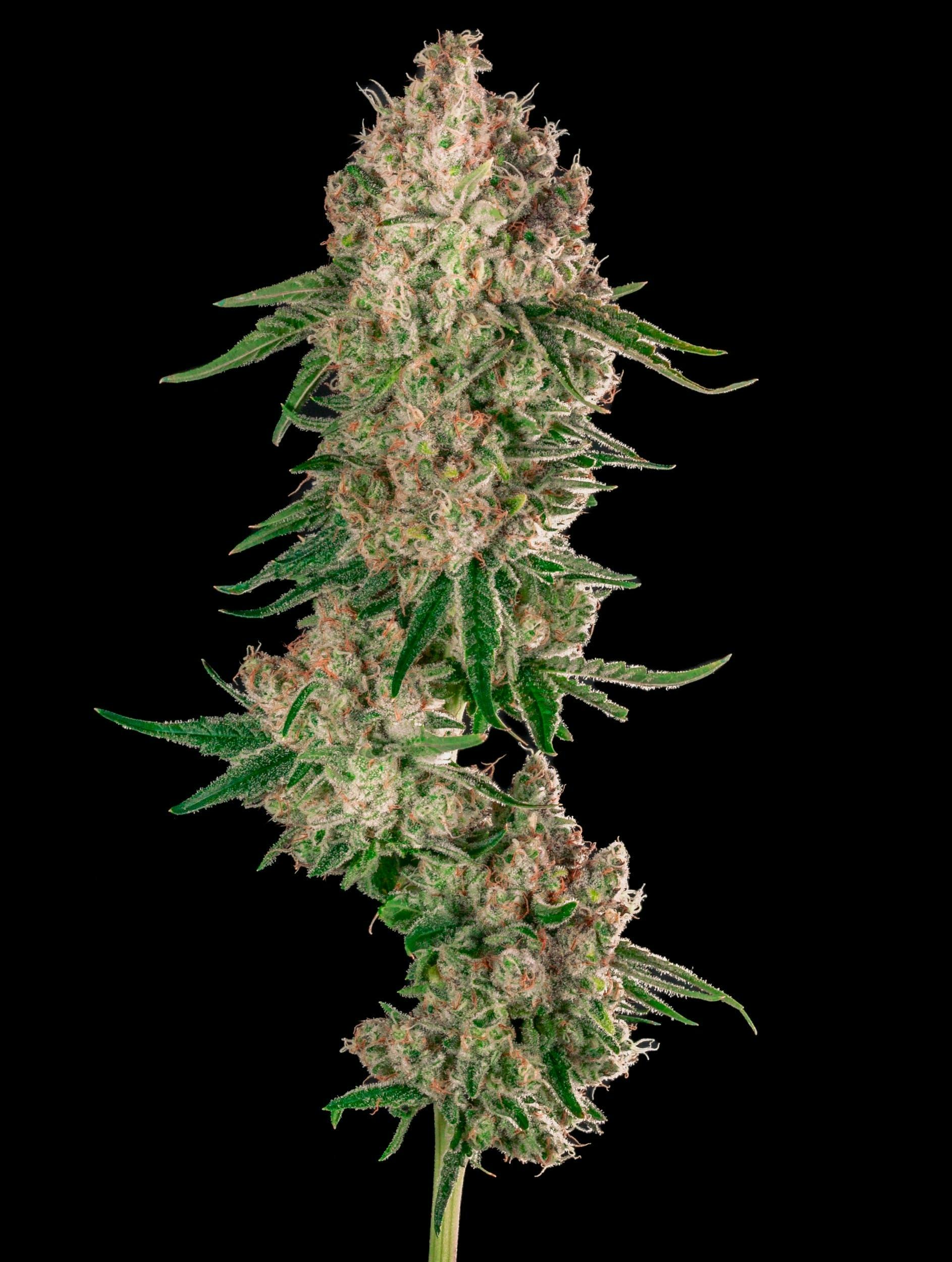 Garden First Cannabis - Lime Dawg by Garden First - 1