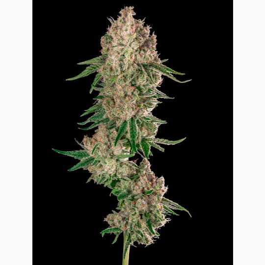 Garden First Cannabis - Lime Dawg by Garden First - 1