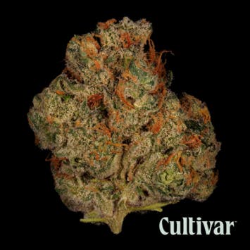 Cultivar Collection - Cultivar | Banana Bliss | 3.5g Premium Flower - 1
