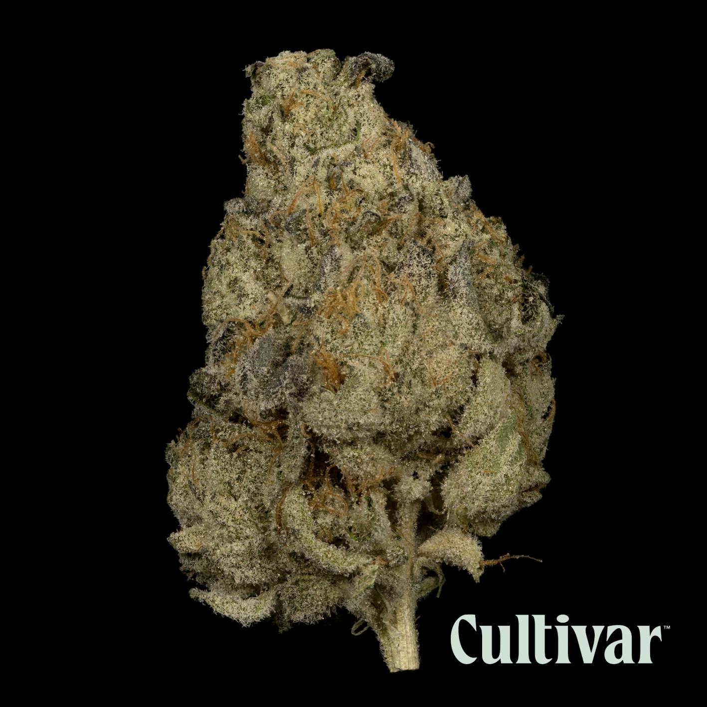 Cultivar Collection - Cultivar | LA Kush Cake | 3.5g Premium Flower - 1