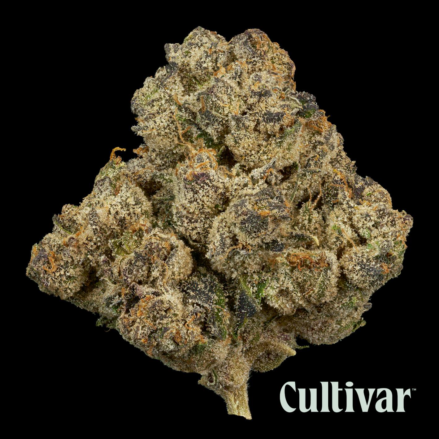 Cultivar Collection - Cultivar | Kush Mints | 3.5g Premium Flower - 1