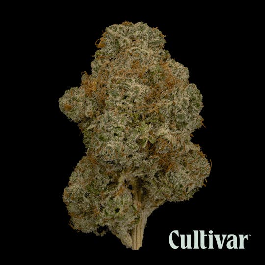 Cultivar Collection - Triangle Hashplant - 3.5g Premium Flower - 1