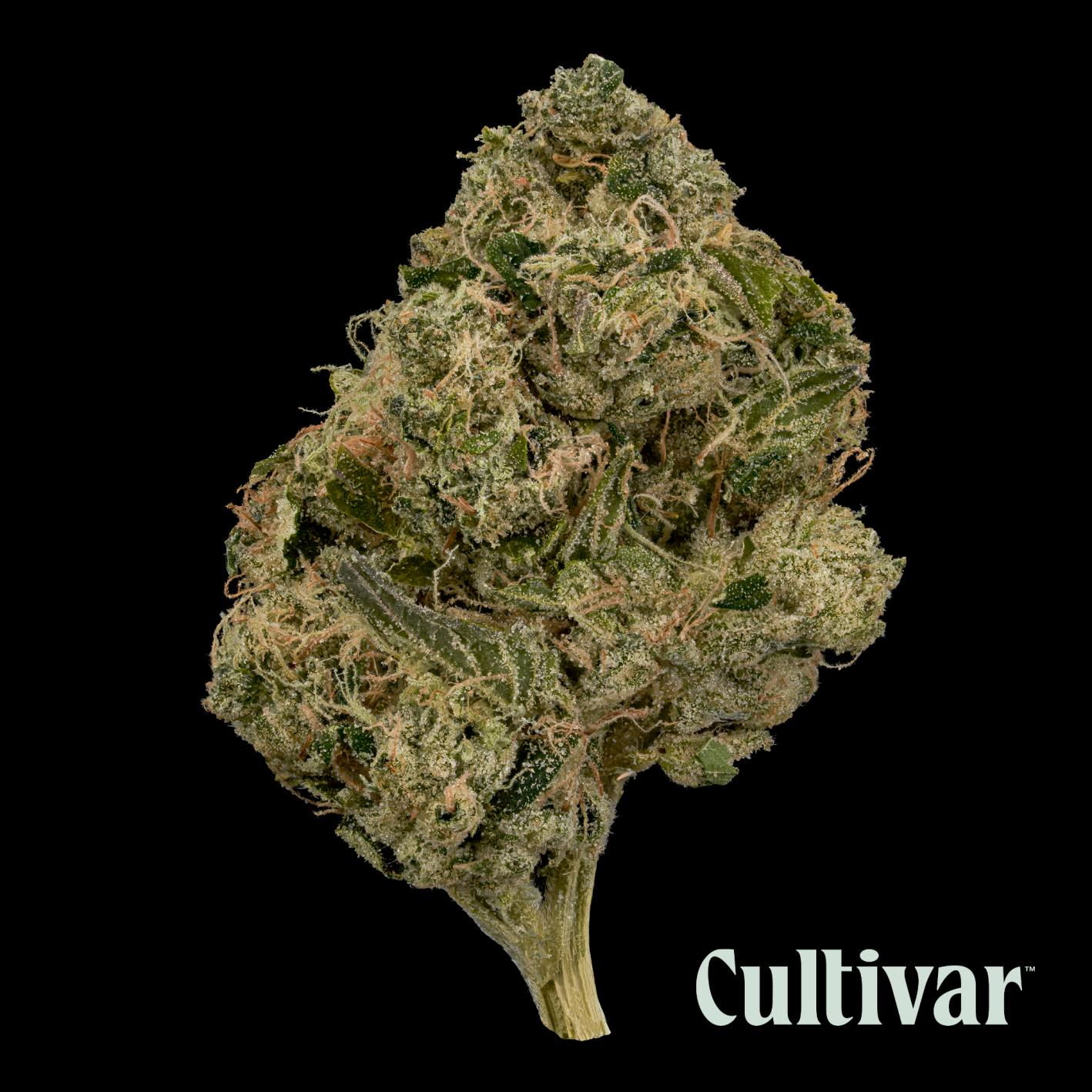 Cultivar Collection - Cultivar | Rae Bae | 3.5g Premium Flower - 1