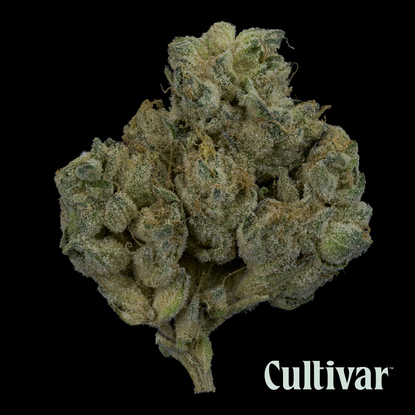 Cultivar Collection - Hippie Crasher - 3.5g Premium Flower - 1