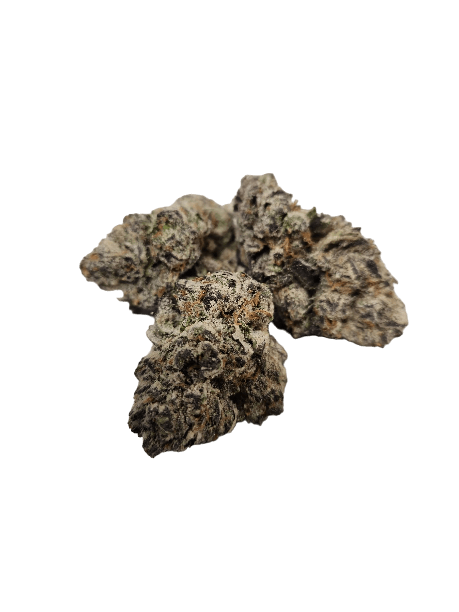 ZaZa Factory - Frosted Apricot - 1