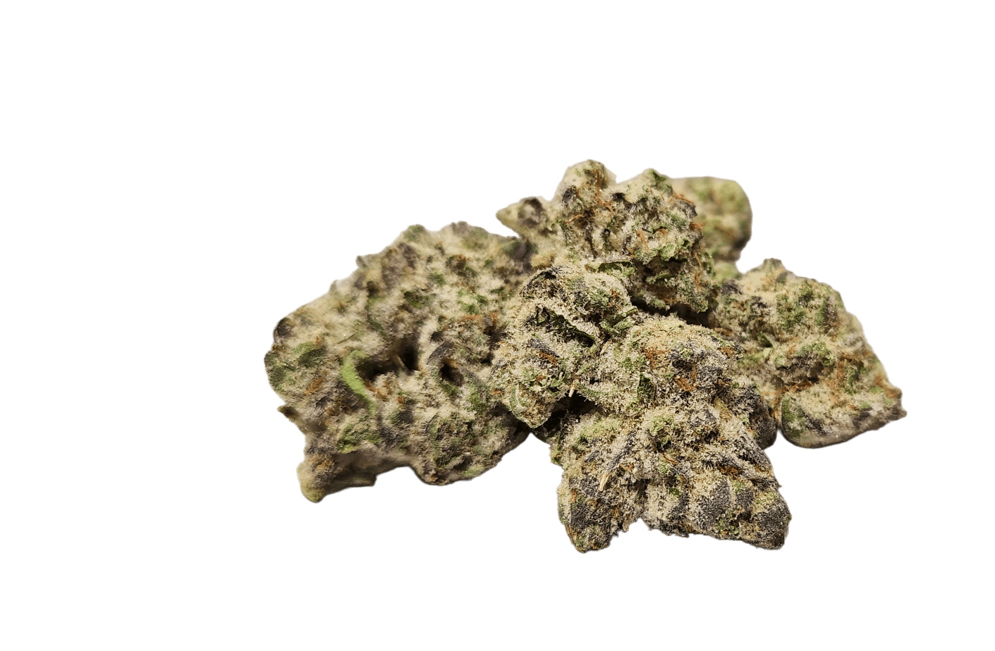 ZaZa Factory - Animal Tsunami - 1