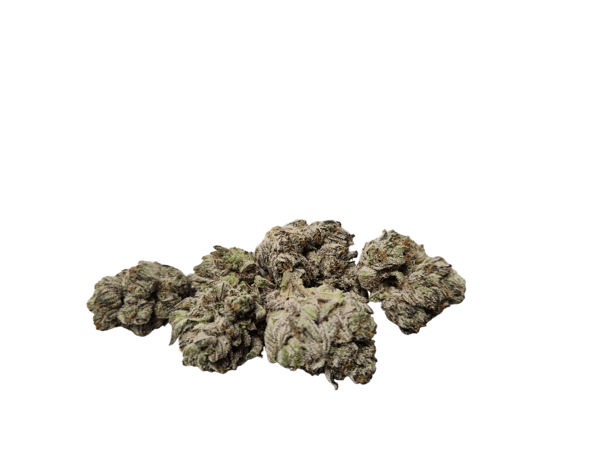 ZaZa Factory - Biscotti - 1