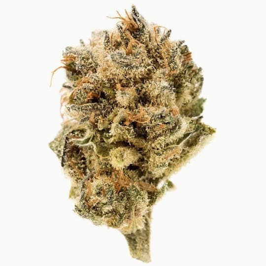 Primitiv - Candy Haze | Flower - 1
