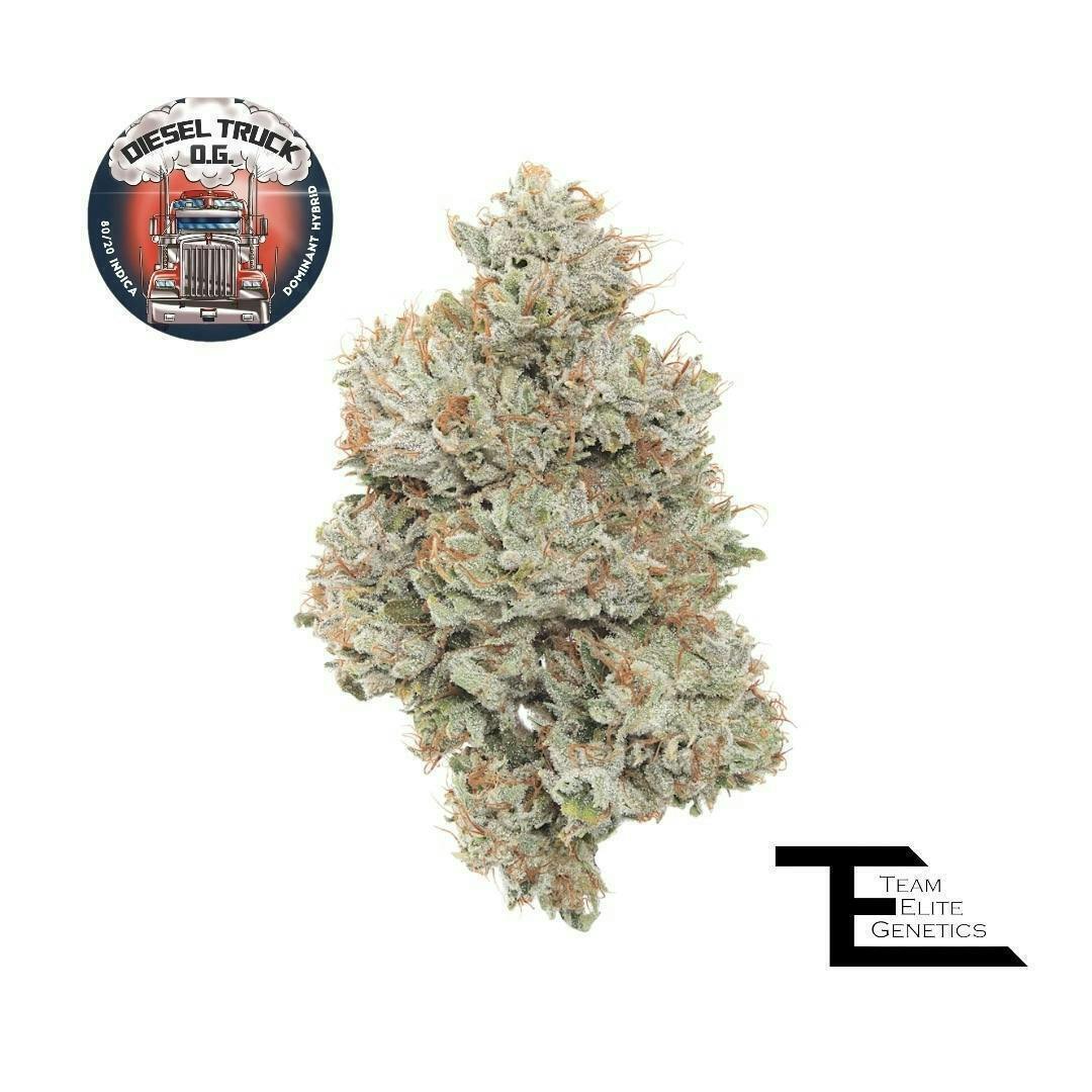Team Elite Genetics - Diesel Truck OG | Big Buds | 3.5g - 1