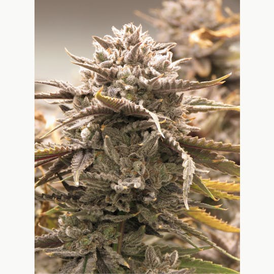 FLWRpot - Grape Cream Cake - 1