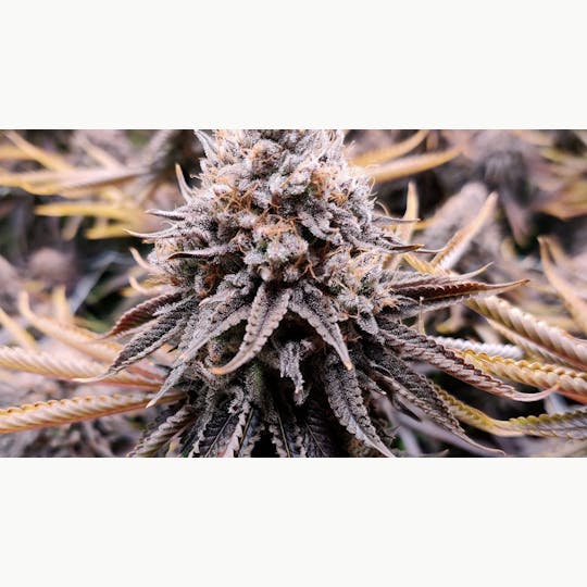 FLWRpot - Mimosa - 1