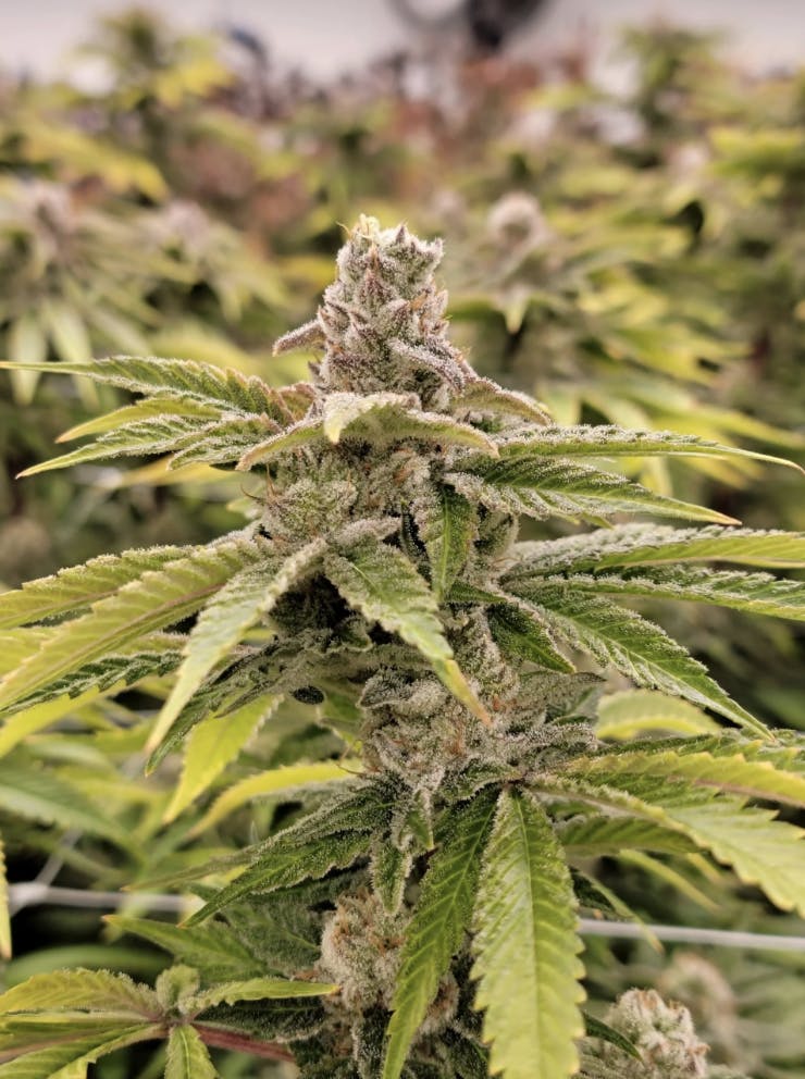 FLWRpot - Strawberry Guava - 1