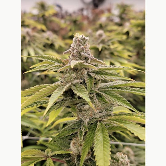 FLWRpot - Strawberry Guava - 1